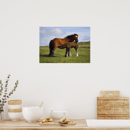 Pony Mare Feeding Foin print affiche (Cuisine)