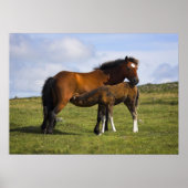 Pony Mare Feeding Foin print affiche (Devant)