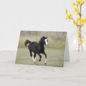 Pony met zwarte en witte roes kaart (Gele Bloem)