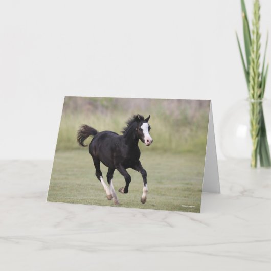 Pony met zwarte en witte roes kaart (Voorkant)