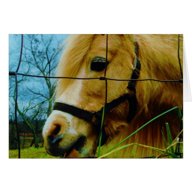 Pony miniature blond / Cheval Ciel bleu (Devant horizontal)