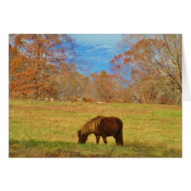 Pony miniature Brown (Devant horizontal)