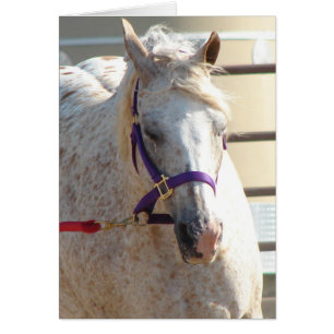 Pony of the Americas sur Lunge-Line