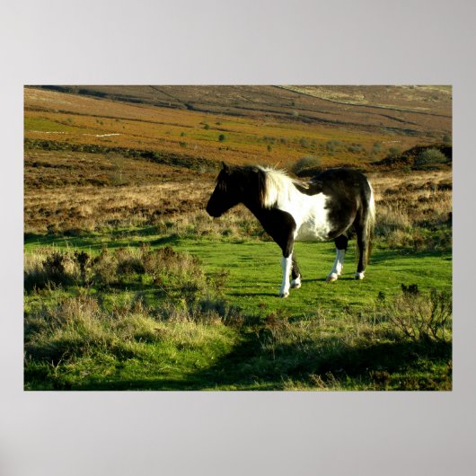 Pony op Dartmoor Poster (Voorkant)