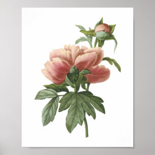 pony (Paeonia sp.) van Redouté Poster