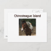Pony Stallion Chincoteague Briefkaart (Voorkant / Achterkant)