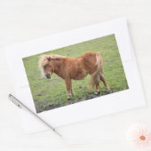 Pony stickers (Envelop)