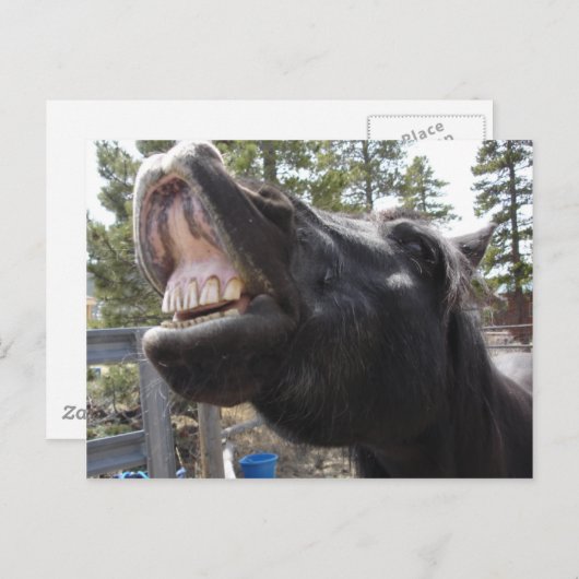 Pony Talk Briefkaart (Voorkant / Achterkant)