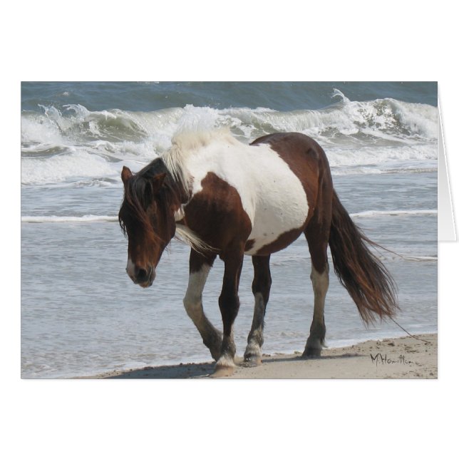 Pony van Assateague (Voorkant Horizontaal)