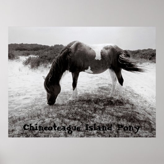 Pony van Chincoteague Poster (Voorkant)