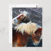 pony's briefkaart (Voorkant / Achterkant)