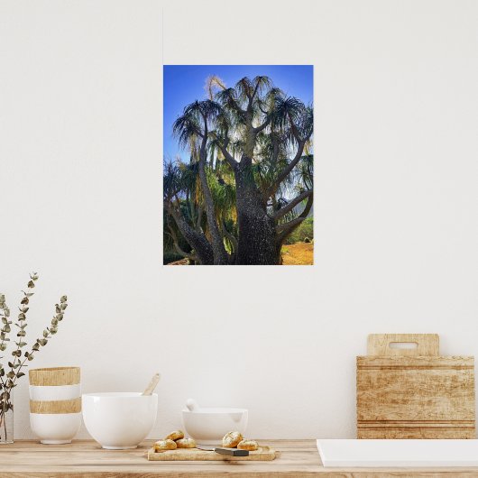Ponytail Palm Poster (Keuken)