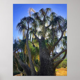 Ponytail Palm Poster