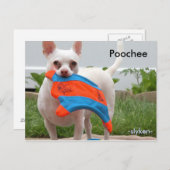 Poochee, -slyken- briefkaart (Voorkant / Achterkant)