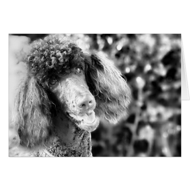 Poodle (Voorkant Horizontaal)