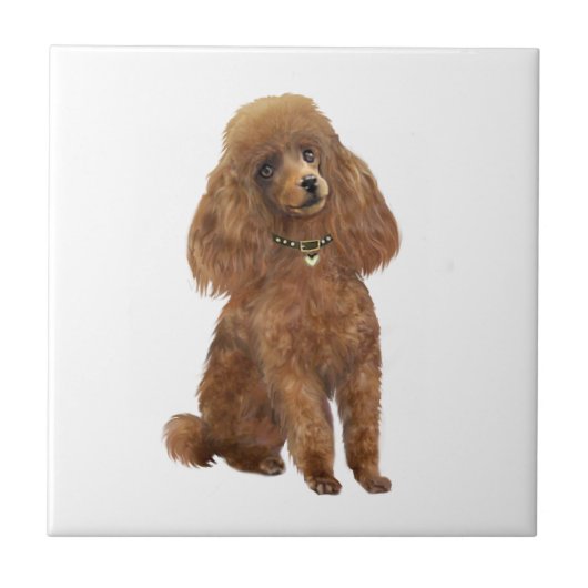 Poodle - Abrikoos Tegeltje (Voorkant)