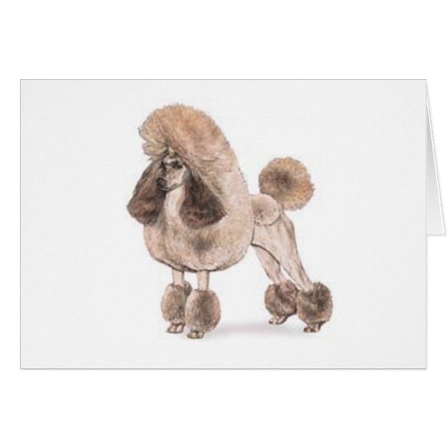 Poodle — Afficher le manteau (Devant horizontal)