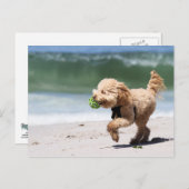 Poodle - Apricot - Poodle Play Briefkaart (Voorkant / Achterkant)