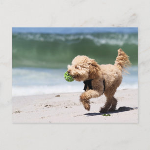 Poodle - Apricot - Poodle Play Briefkaart