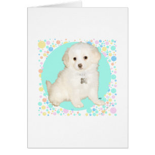 Poodle / Bichon Mix Puppy viert het leven