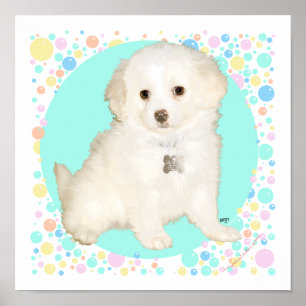 Poodle / Bichon Mix Puppy viert het leven Poster