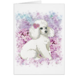 Poodle blanc dans l'art et les cadeaux des Lilacs