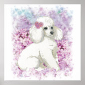 Poodle blanc dans Lilacs Poster Imprimer (Devant)