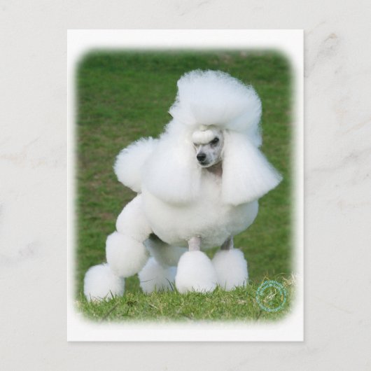 Poodle Briefkaart (Voorkant)