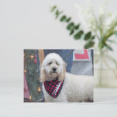 Poodle Briefkaart (Staand voorkant)