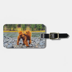 Poodle - cadeau bagagelabel