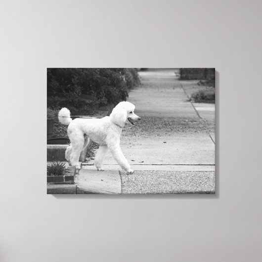 Poodle Canvas Afdruk (Voorkant)
