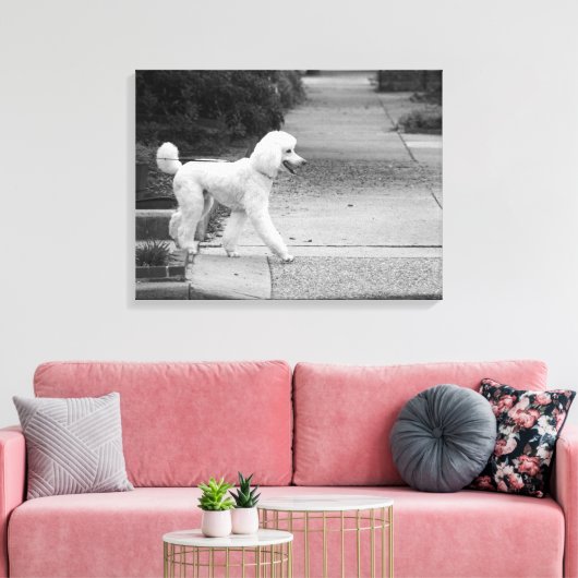 Poodle Canvas Afdruk (Insitu (Woonkamer))