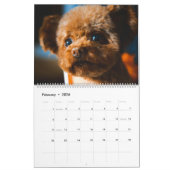 Poodle Cute Poodle Puppies 2024 Calendrier (Feb 2026)