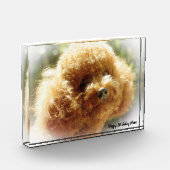 Poodle Dog Fotoblokken (Links)