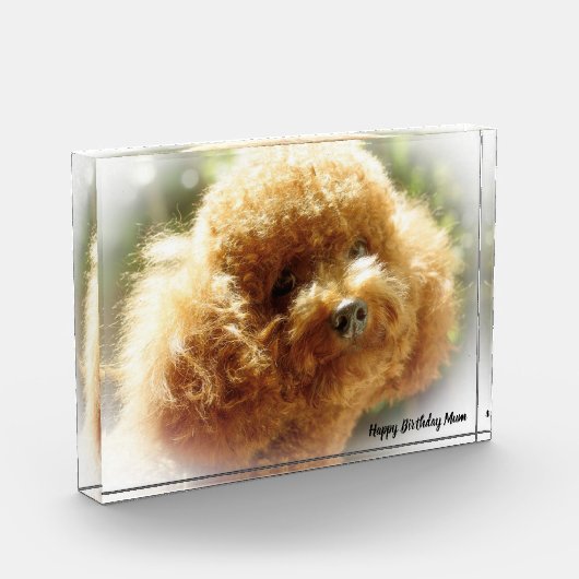 Poodle Dog Fotoblokken (Links)