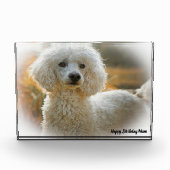 Poodle Dog Fotoblokken (Voorkant)