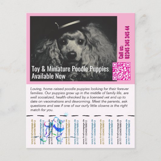 Poodle Flyer (Voorkant)