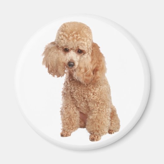 Poodle Magneet (Voorkant)