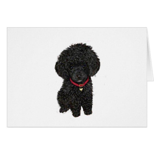 Poodle nain ou jouet - Noir 1 (Devant horizontal)
