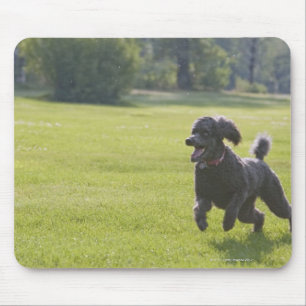 Poodle playfrisbei muismat