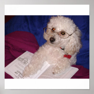 Poodle Poster