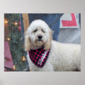 Poodle Poster (Voorkant)