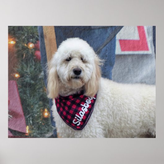 Poodle Poster (Voorkant)