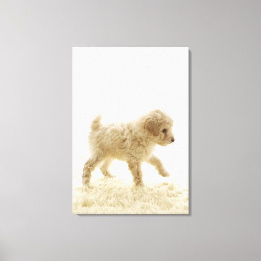 Poodle Puppy Canvas Afdruk (Voorkant)