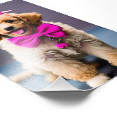 Poodle Puppy Satin Foto Uitbreiding Afdruk (Hoek)