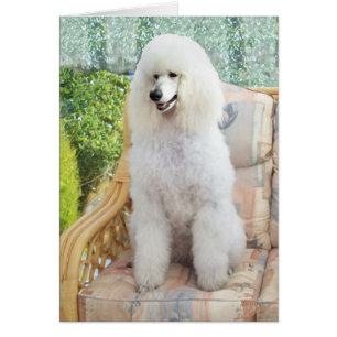 Poodle standard blanc
