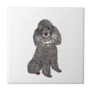Poodle - Toy /Miniatuur Zilver Tegeltje