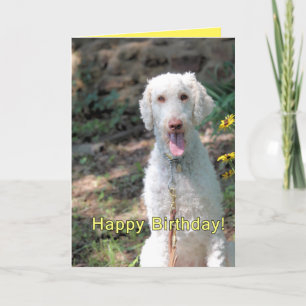 Poodle verjaardag kaart