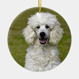Poodle White Dog Photo Keramisch Ornament