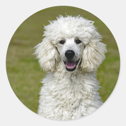 Poodle White Dog Photo Ronde Sticker (Voorkant)